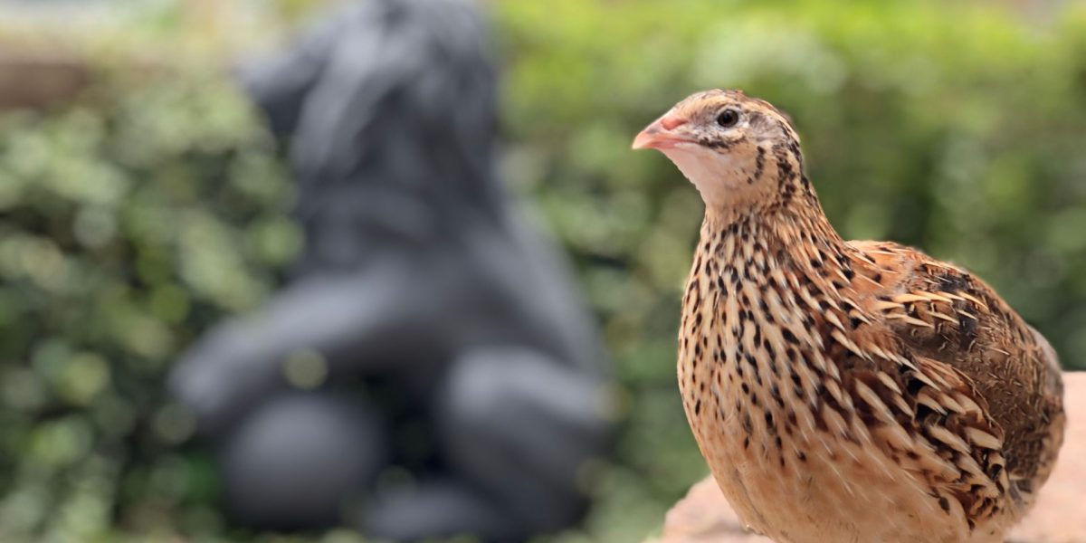 Ce riscă păsările care investesc mult în pui? Secretul dezvăluit