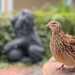 Ce riscă păsările care investesc mult în pui? Secretul dezvăluit