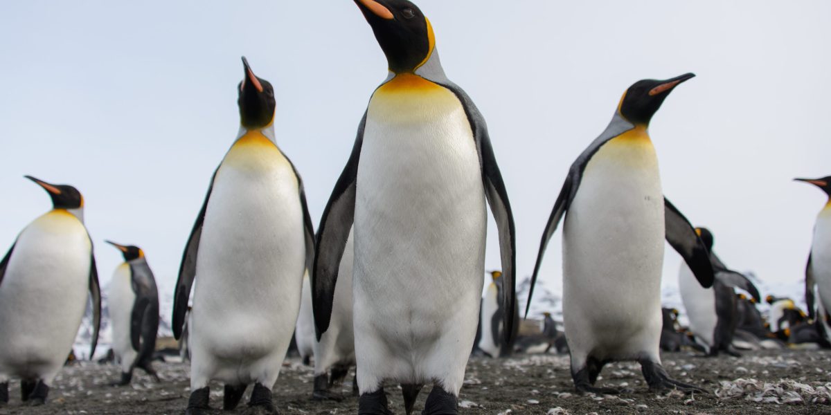 Pinguinii Imperiali, în pragul extincției: Specia intră pe lista roșie