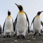 Pinguinii Imperiali, în pragul extincției: Specia intră pe lista roșie