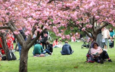 Primăria Municipiului București anunță o nouă atracție în Parcul Herăstrău: cea mai mare Grădină Japoneză din Europa