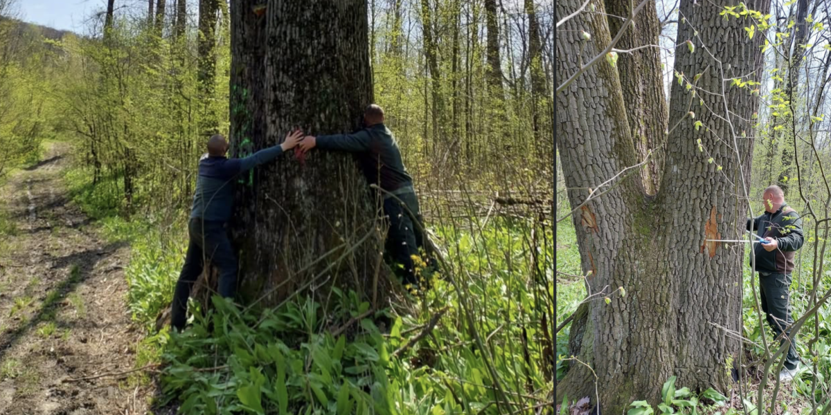 Ministrul Mediului salvează arborii seculari de lângă Iași