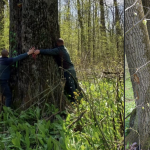 Ministrul Mediului salvează arborii seculari de lângă Iași