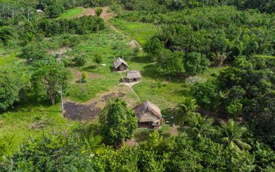 Drumuri ANTICE, vechi de 2.700 ani, DESCOPERITE în inima Amazonului