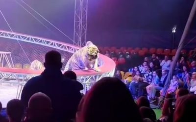 Tigru dezlănțuit la circ în Rusia: Panică, țipete de copii, adulți înspăimântați