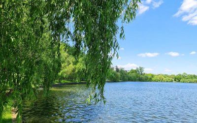 Weekendul aduce schimbări majore de vreme: ploi sâmbătă și temperaturi de primăvară duminică Bucureștenii și locuitorii din majoritatea zonelor țării se pot aștepta la o schimbare radicală a vremii în acest weekend