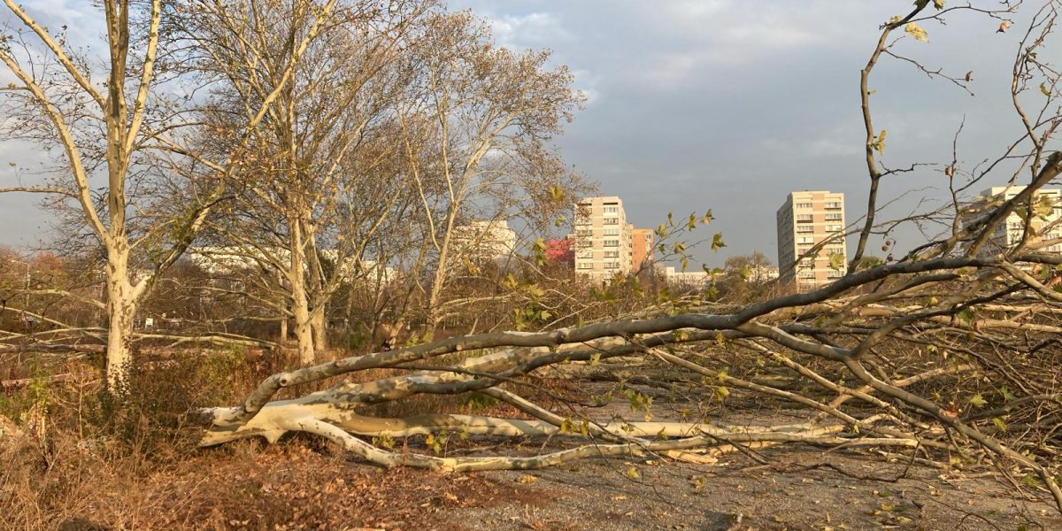 Diana Buzoianu lovește tăierile ilegale de arbori: OUG pentru spațiile verzi