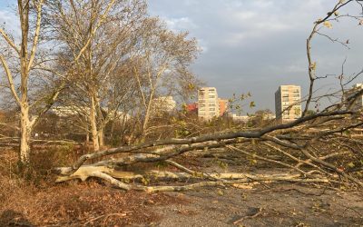 Diana Buzoianu lovește tăierile ilegale de arbori: OUG pentru spațiile verzi