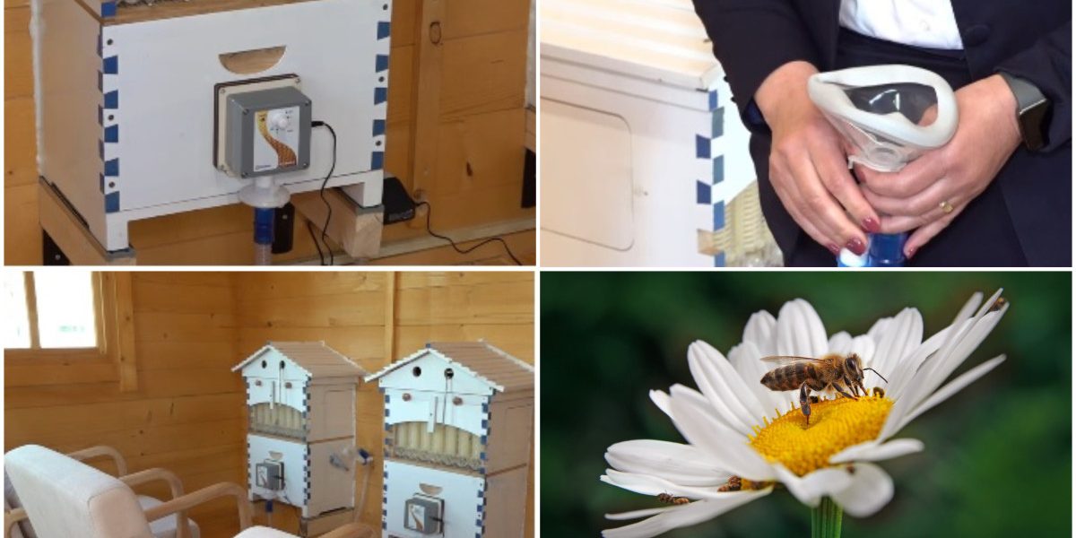 Terapie INOVATOARE cu aer de stup: Unde poți face apiterapie în România