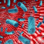 Intestinul, „al doilea creier”: Cum afectează microbiomul memoria și sănătatea
