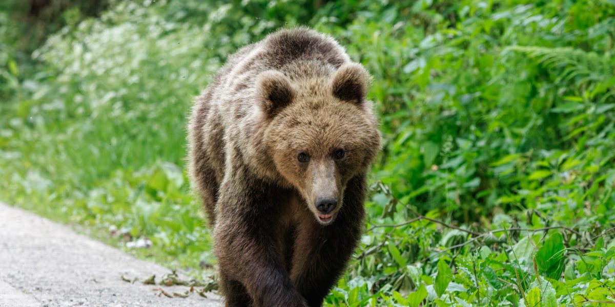 Urs împușcat ilegal în Brașov: Doi bărbați, reținuți după vânătoare cu termoviziune