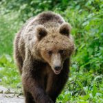 Urs împușcat ilegal în Brașov: Doi bărbați, reținuți după vânătoare cu termoviziune