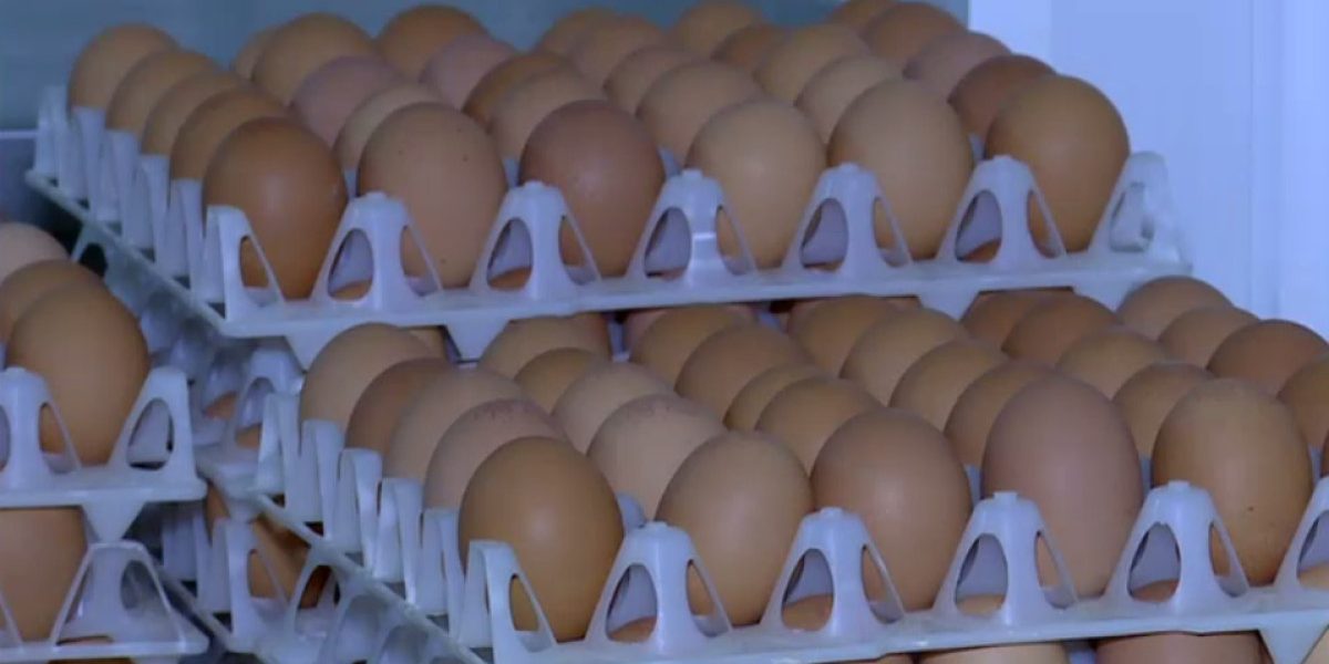 Ouă cu Salmonella: Alertă URIAȘĂ în prag de sărbători, 1,5 milioane retrase