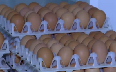 Ouă cu Salmonella: Alertă URIAȘĂ în prag de sărbători, 1,5 milioane retrase