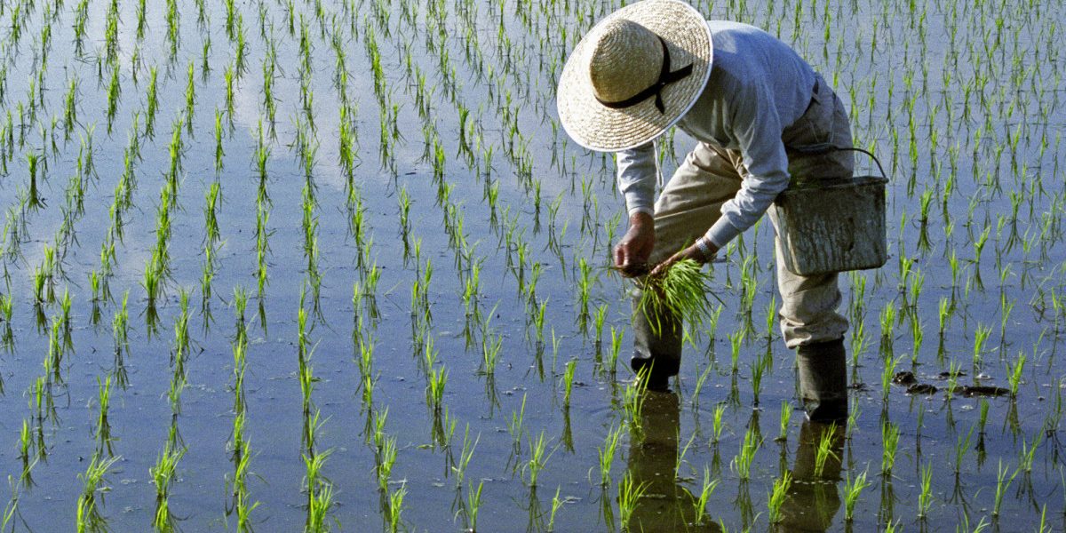 Lipsa carburantului din Iran lovește: Producția de orez asiatică, în pericol