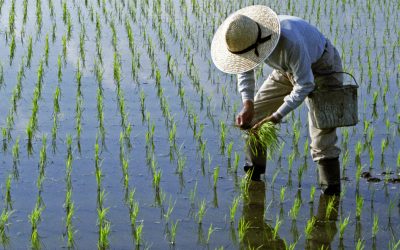 Lipsa carburantului din Iran lovește: Producția de orez asiatică, în pericol