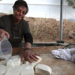 Halloumi în pericol: Epidemie mortală în Cipru, soluția la granița cu Turcia