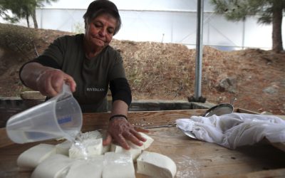 Halloumi în pericol: Epidemie mortală în Cipru, soluția la granița cu Turcia