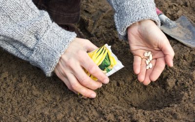 România, pe podiumul mondial: Țara care se poate hrăni singură