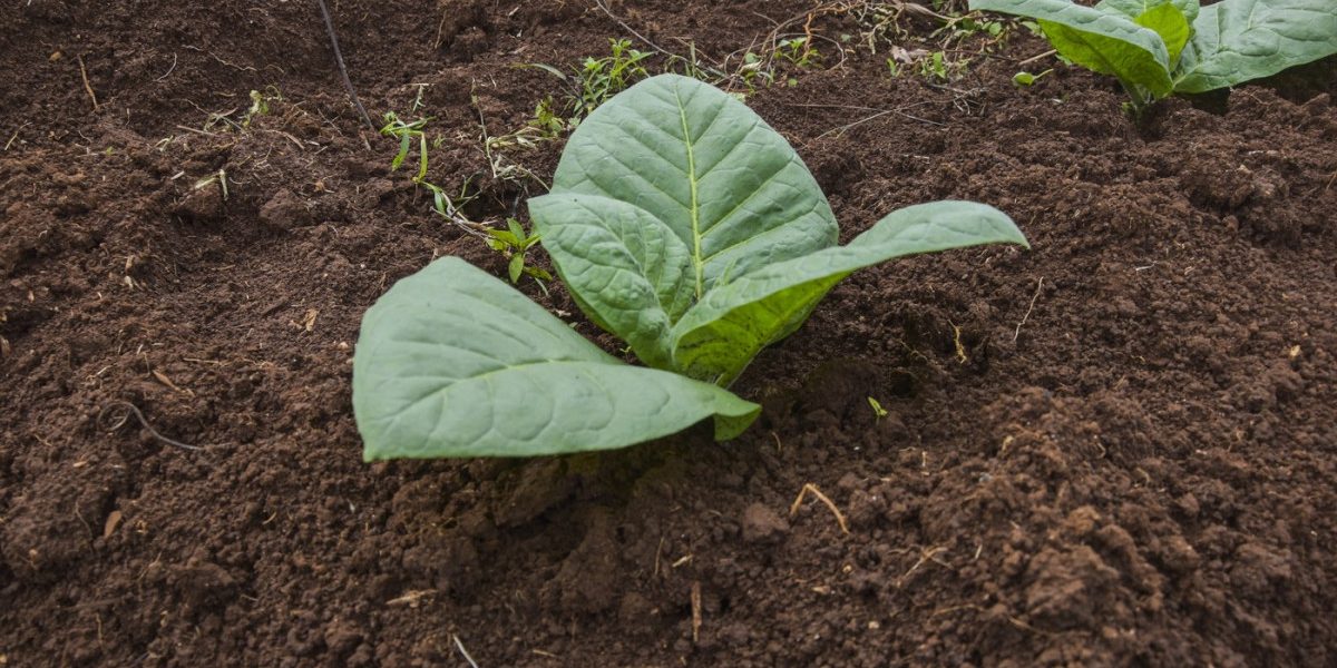 Un grup de cercetători a creat o plantă de tutun modificată genetic, capabilă să producă cinci compuși psihedelici găsiți în mod natural în diverse surse, inclusiv ciuperci, plante și chiar broaște