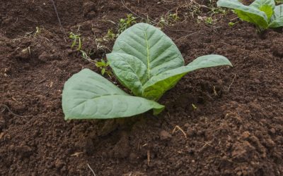 Un grup de cercetători a creat o plantă de tutun modificată genetic, capabilă să producă cinci compuși psihedelici găsiți în mod natural în diverse surse, inclusiv ciuperci, plante și chiar broaște