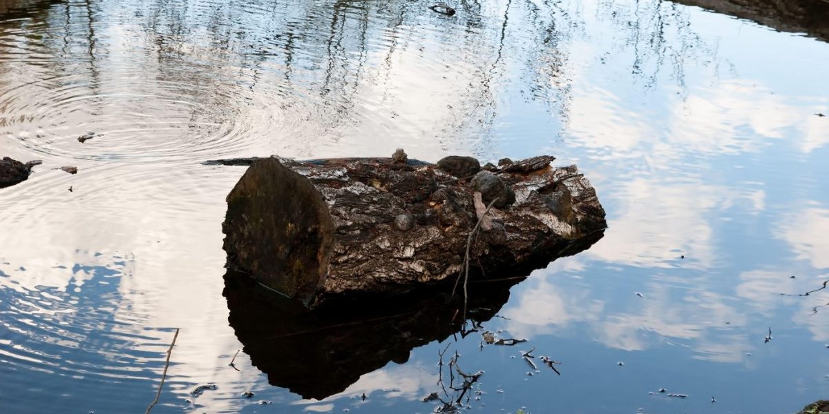 Oamenii antici aprindeau focuri cu lemne: Descoperire uluitoare de acum 780.000 de ani