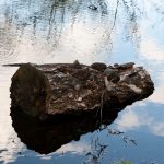 Oamenii antici aprindeau focuri cu lemne: Descoperire uluitoare de acum 780.000 de ani