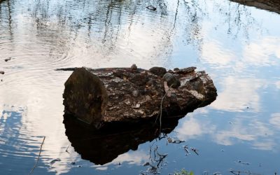 Oamenii antici aprindeau focuri cu lemne: Descoperire uluitoare de acum 780.000 de ani