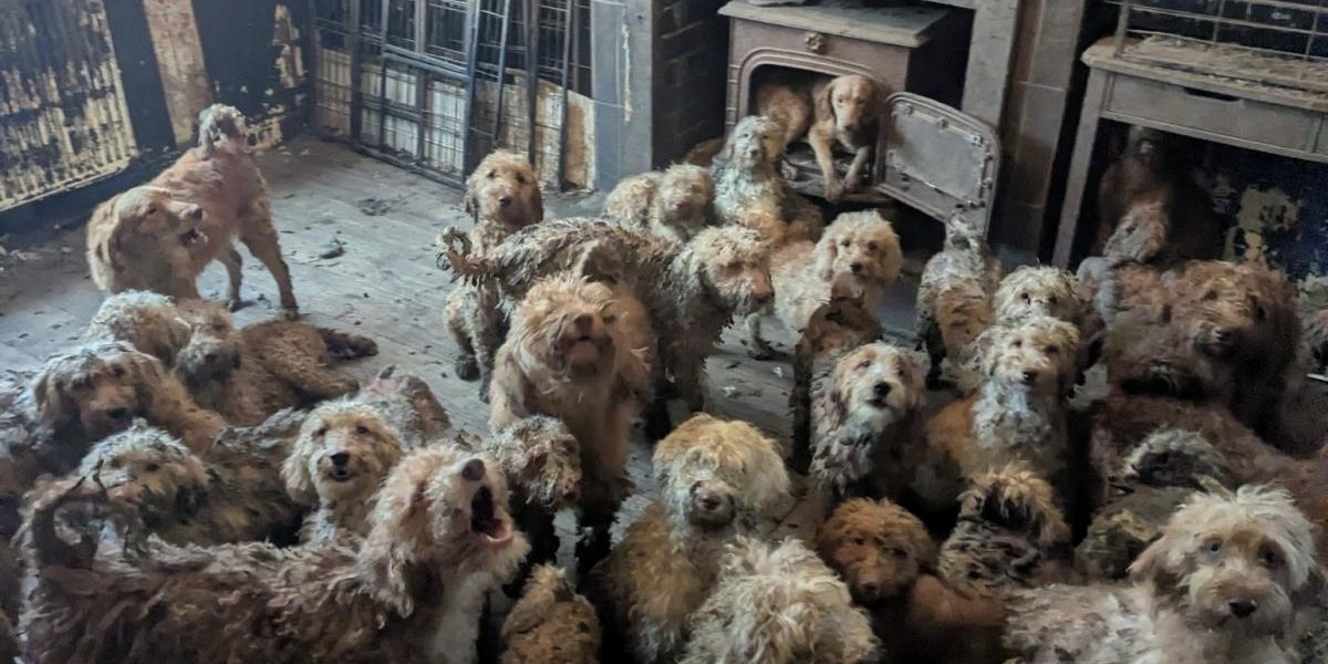 Peste 250 de câini au fost salvați dintr-o proprietate din Marea Britanie, un caz care a șocat opinia publică și a ridicat semne de întrebare cu privire la condițiile în care sunt ținuți animalele
