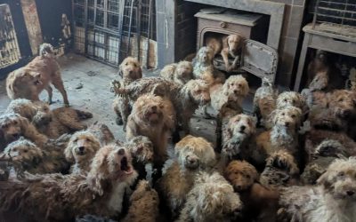 Peste 250 de câini au fost salvați dintr-o proprietate din Marea Britanie, un caz care a șocat opinia publică și a ridicat semne de întrebare cu privire la condițiile în care sunt ținuți animalele