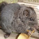 Rozătoare dispărute acum 11 milioane de ani? Le-au găsit în junglă!