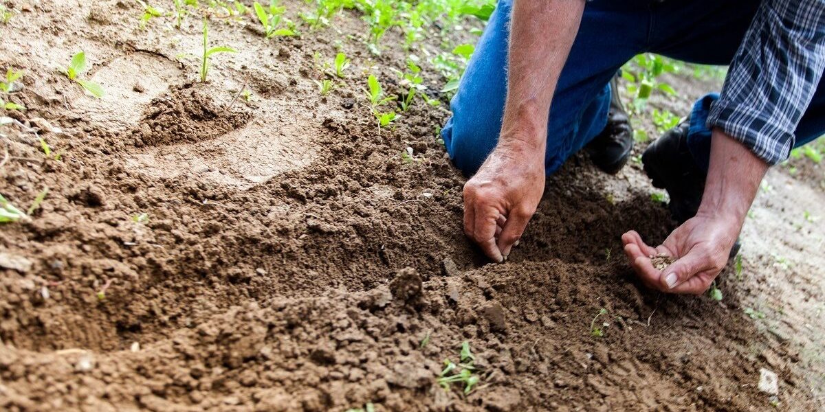 Criza îngrășămintelor lovește din nou: Fermierii europeni, chemați la Bruxelles pentru discuții urgente BRUXELLES – Reprezentanții sectorului agricol european se vor întâlni cu oficialii Comisiei Europene pe 13 aprilie, la Bruxelles, pentru a discuta despre impactul creșterii accelerate a prețurilor la îngrășăminte