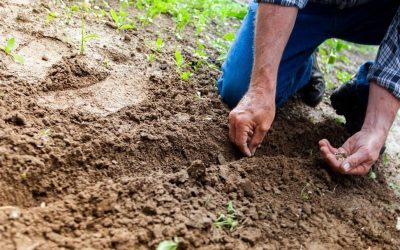 Criza îngrășămintelor lovește din nou: Fermierii europeni, chemați la Bruxelles pentru discuții urgente BRUXELLES – Reprezentanții sectorului agricol european se vor întâlni cu oficialii Comisiei Europene pe 13 aprilie, la Bruxelles, pentru a discuta despre impactul creșterii accelerate a prețurilor la îngrășăminte