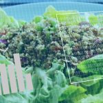 Cum ne schimbăm dieta cu vârsta: Ghid practic de la copilărie la bătrânețe