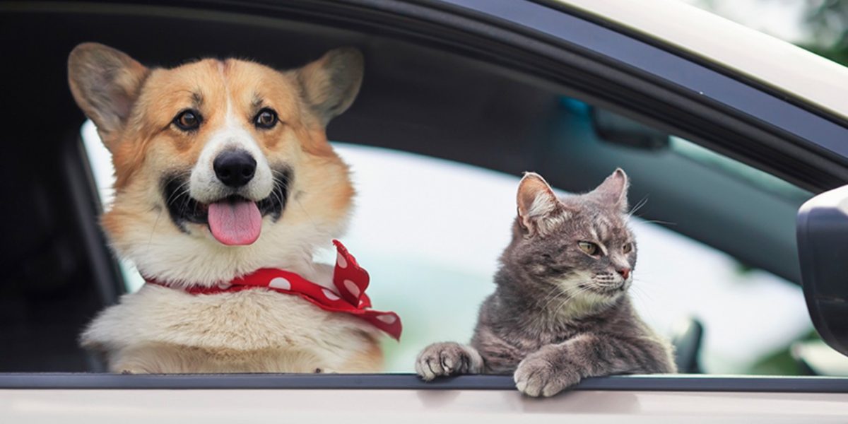 Amenzi USTURĂTOARE pentru șoferii din România care își plimbă animalele în față