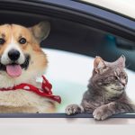 Amenzi USTURĂTOARE pentru șoferii din România care își plimbă animalele în față