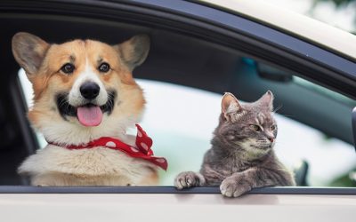 Amenzi USTURĂTOARE pentru șoferii din România care își plimbă animalele în față