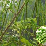 Soluții naturale: Alternativa sănătoasă la chimicalele din casă