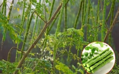 Soluții naturale: Alternativa sănătoasă la chimicalele din casă