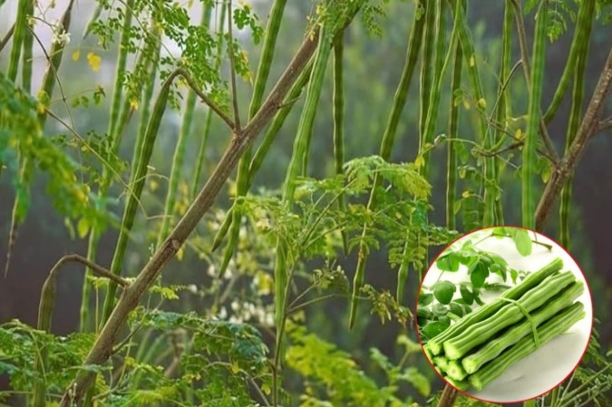 Soluții naturale: Alternativa sănătoasă la chimicalele din casă