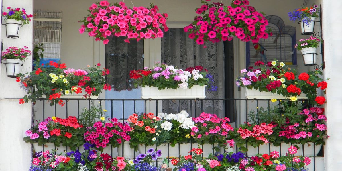 Balconul înflorit: 7 pași simpli să te bucuri de flori, direct din București