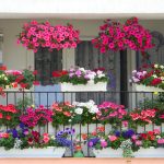 Balconul înflorit: 7 pași simpli să te bucuri de flori, direct din București