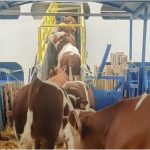 Livrarile explodează înainte de Kurban Bayram: Ce se întâmplă