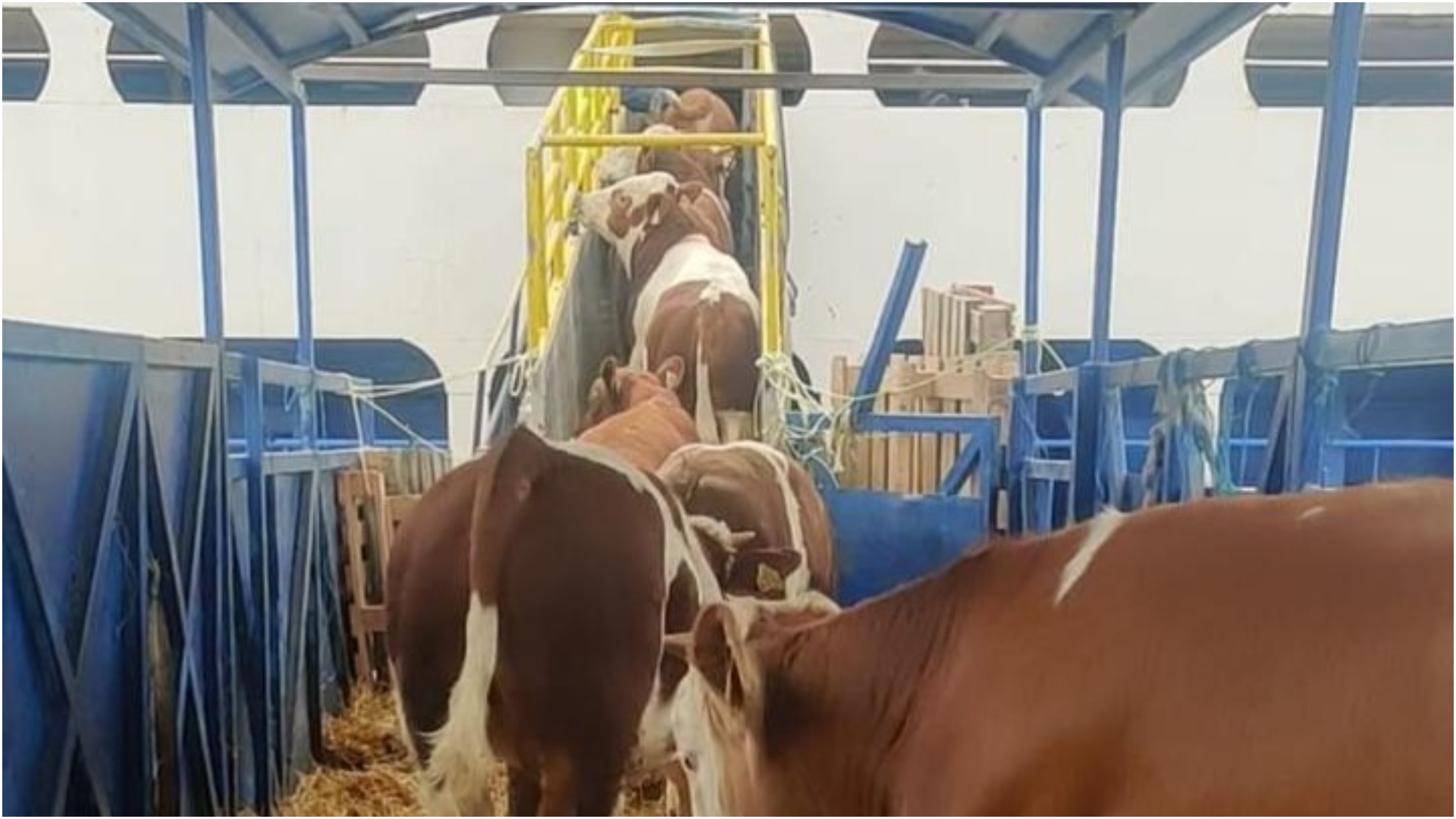 Livrarile explodează înainte de Kurban Bayram: Ce se întâmplă