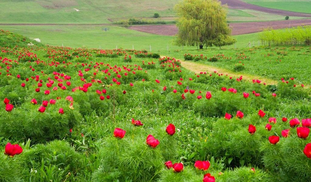 Bujorii de Stepă de la Zau de Câmpie își așteaptă vizitatorii la cea de-a treia ediție a evenimentului dedicat lor, organizat în perioada 25-26 aprilie, la Castelul Ugron