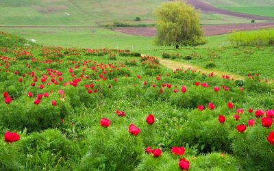Bujorii de la Zau de Câmpie: Festival unic în Europa, cu flori doar șapte zile