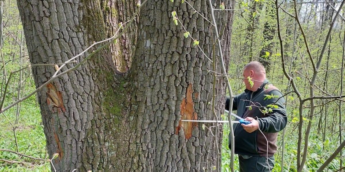 Buzoianu: Arborii seculari de lângă Iași, salvați. Vor fi protejați pentru biodiversitate