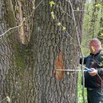 Buzoianu: Arborii seculari de lângă Iași, salvați. Vor fi protejați pentru biodiversitate