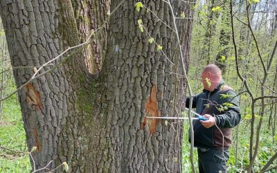 Buzoianu: Arborii seculari de lângă Iași, salvați. Vor fi protejați pentru biodiversitate