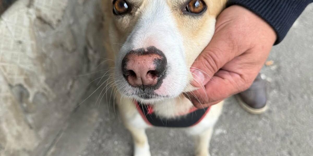 București: Sterilizare GRATUITĂ pentru câinii fără rasă. Cum te înscrii